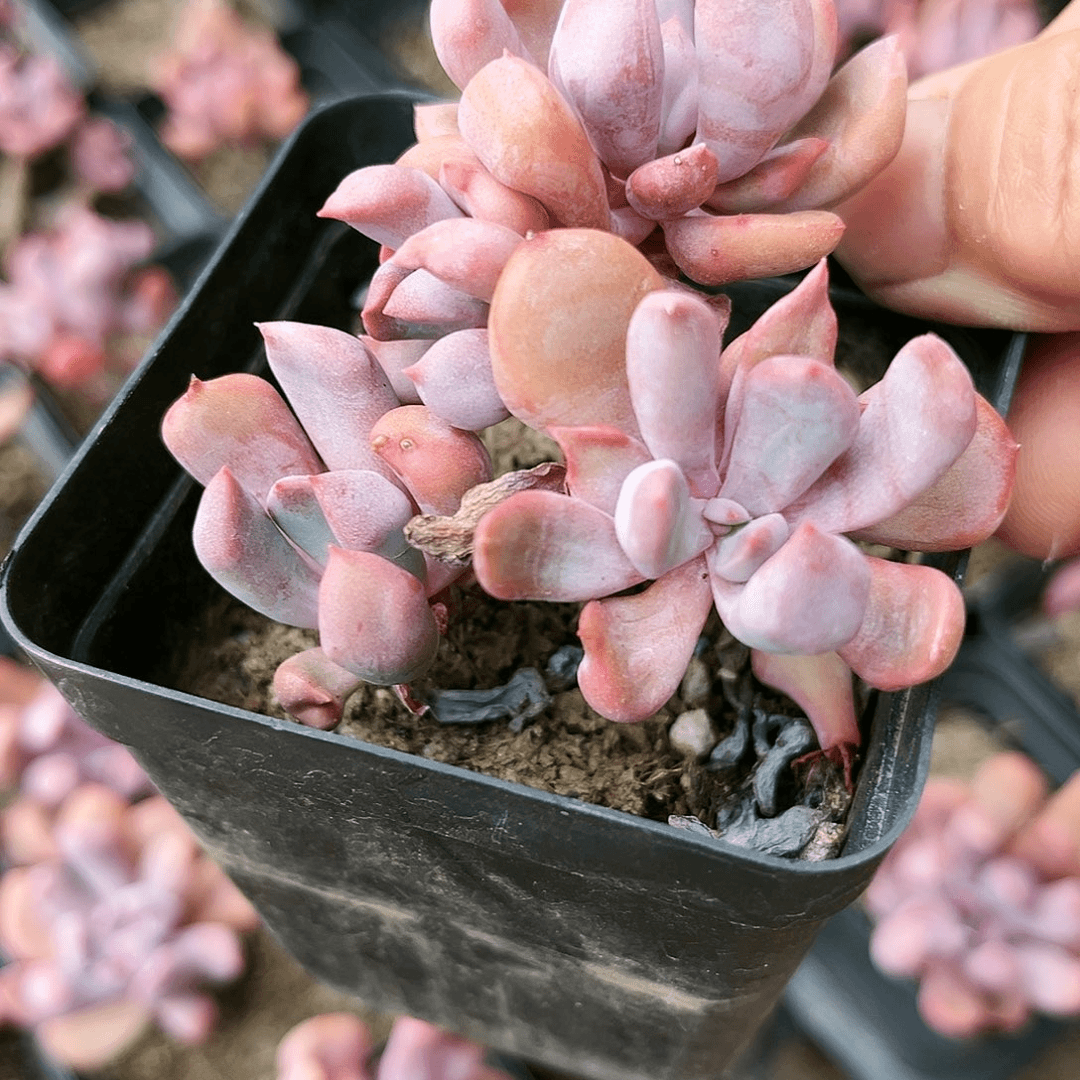 岚****室401多肉植物种类繁多