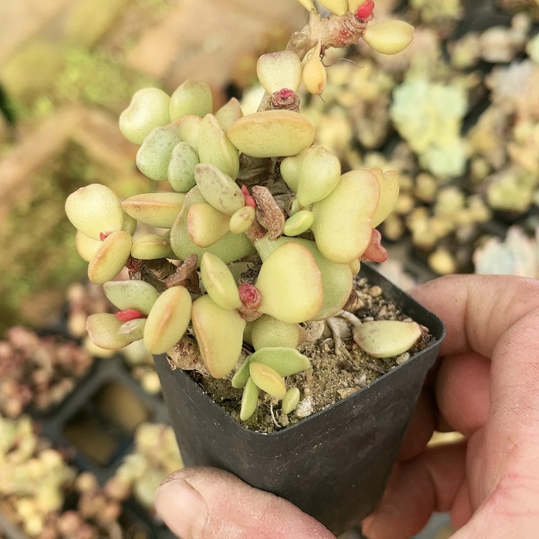 52多肉植物种类多样