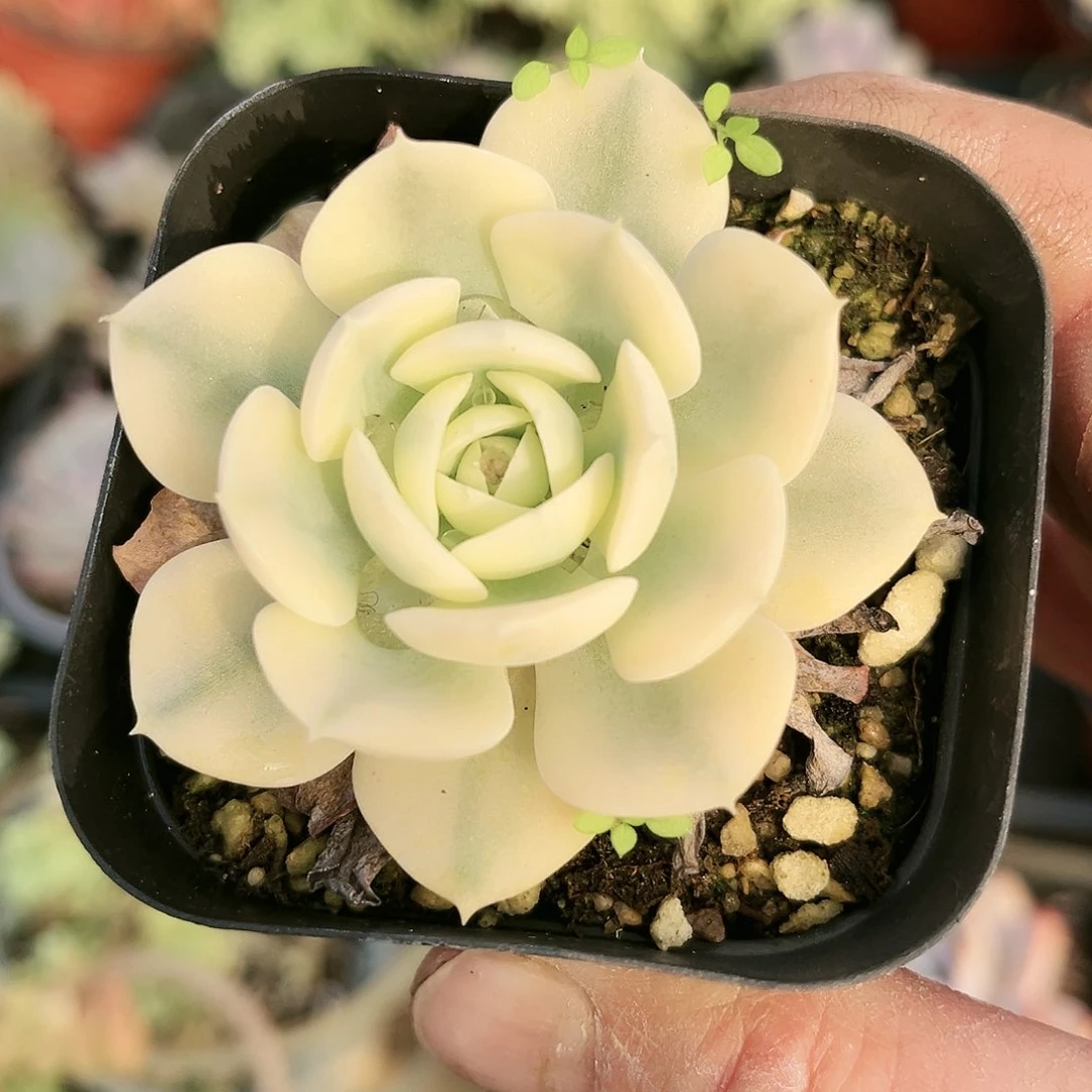 二****）468多肉植物种类多样