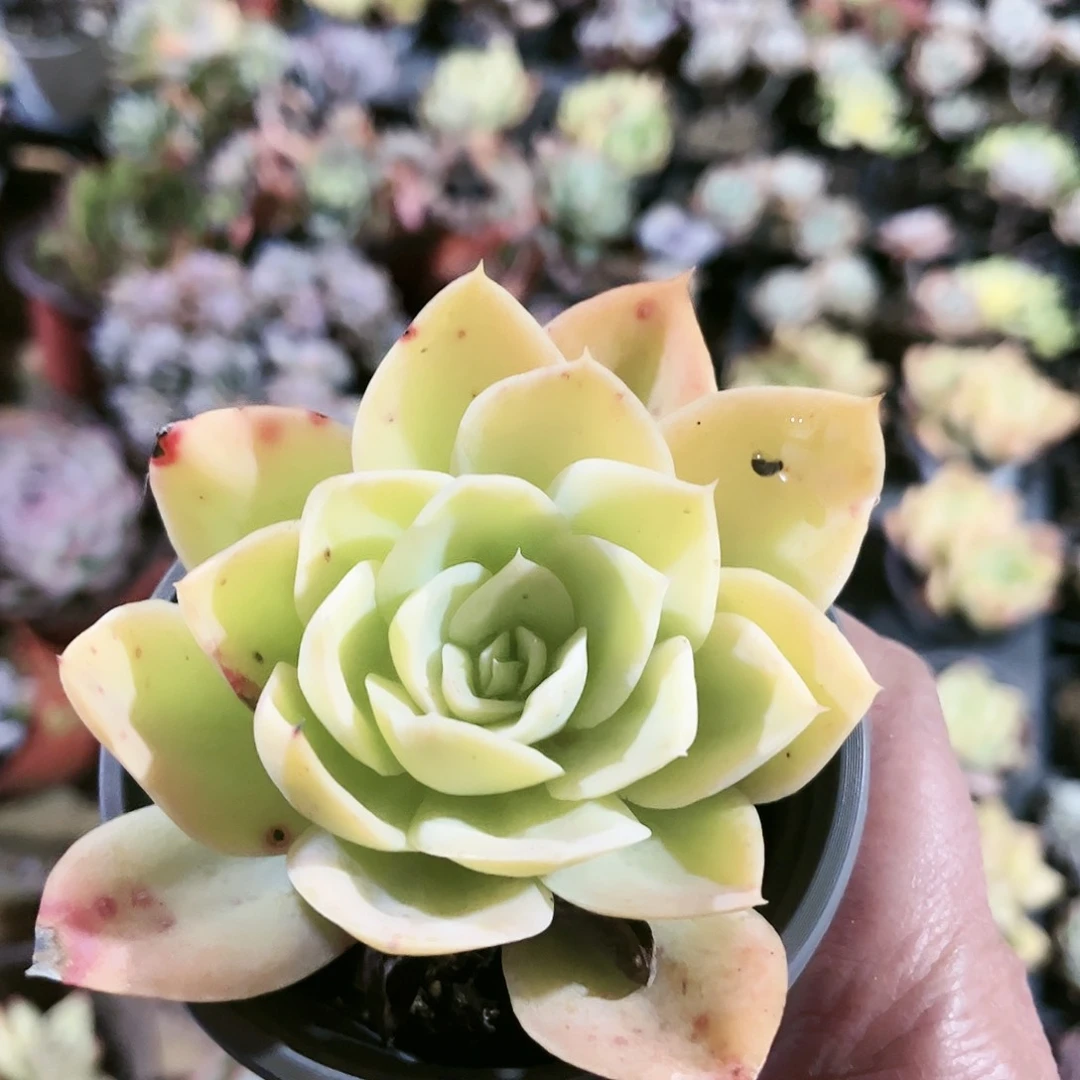?*忆67多肉植物种类多样