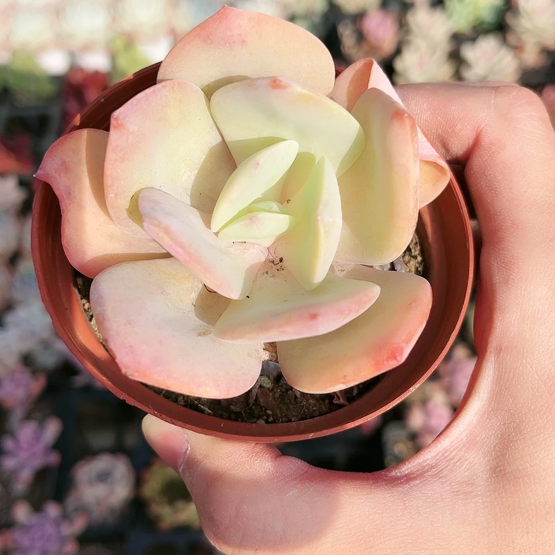 举***？476哈哈哈哈哈哈哈