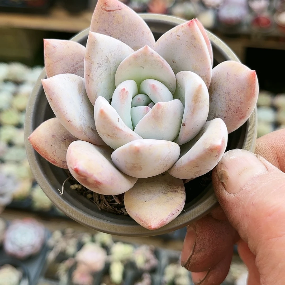 d****6110多肉植物种类多样