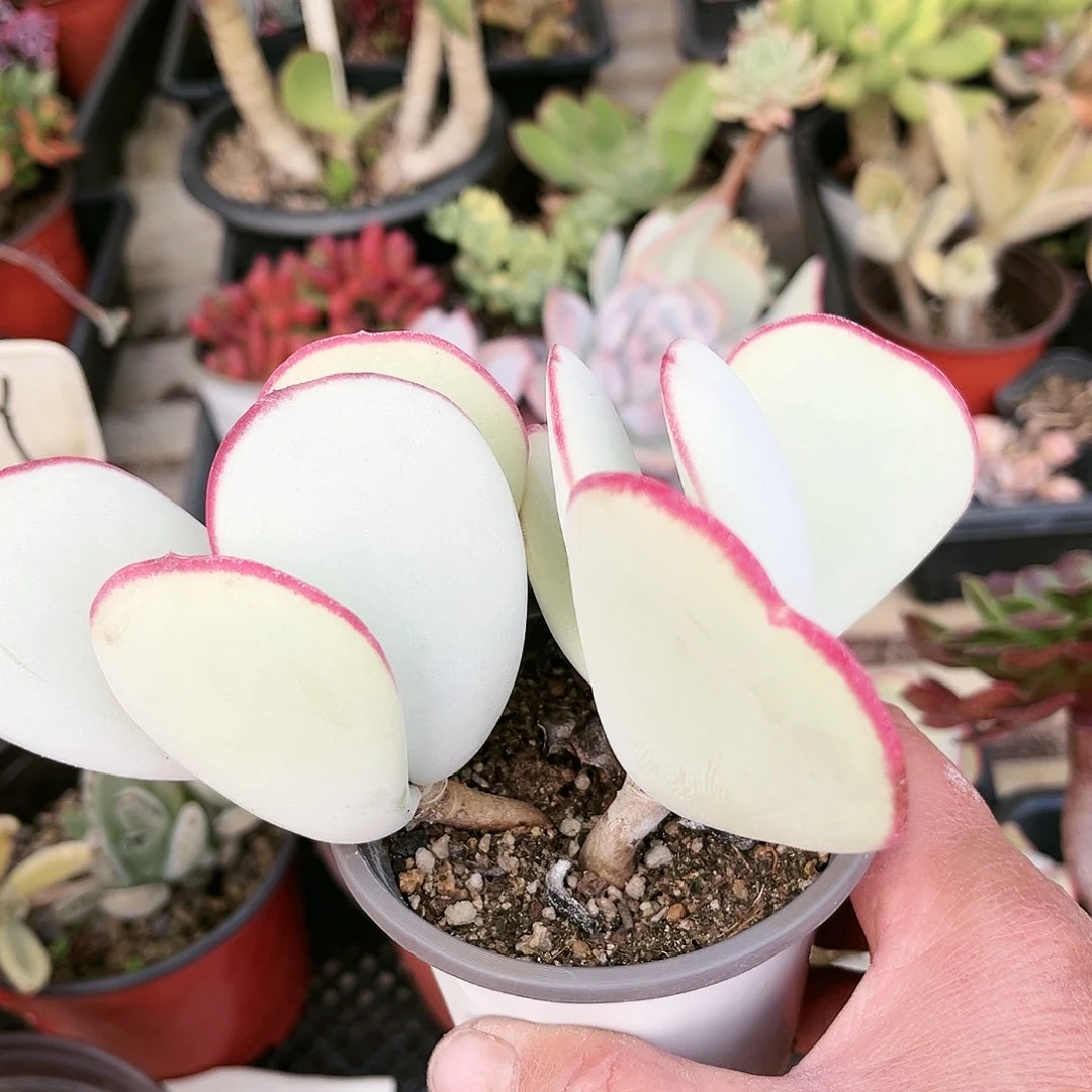 用****7357多肉植物种类多样