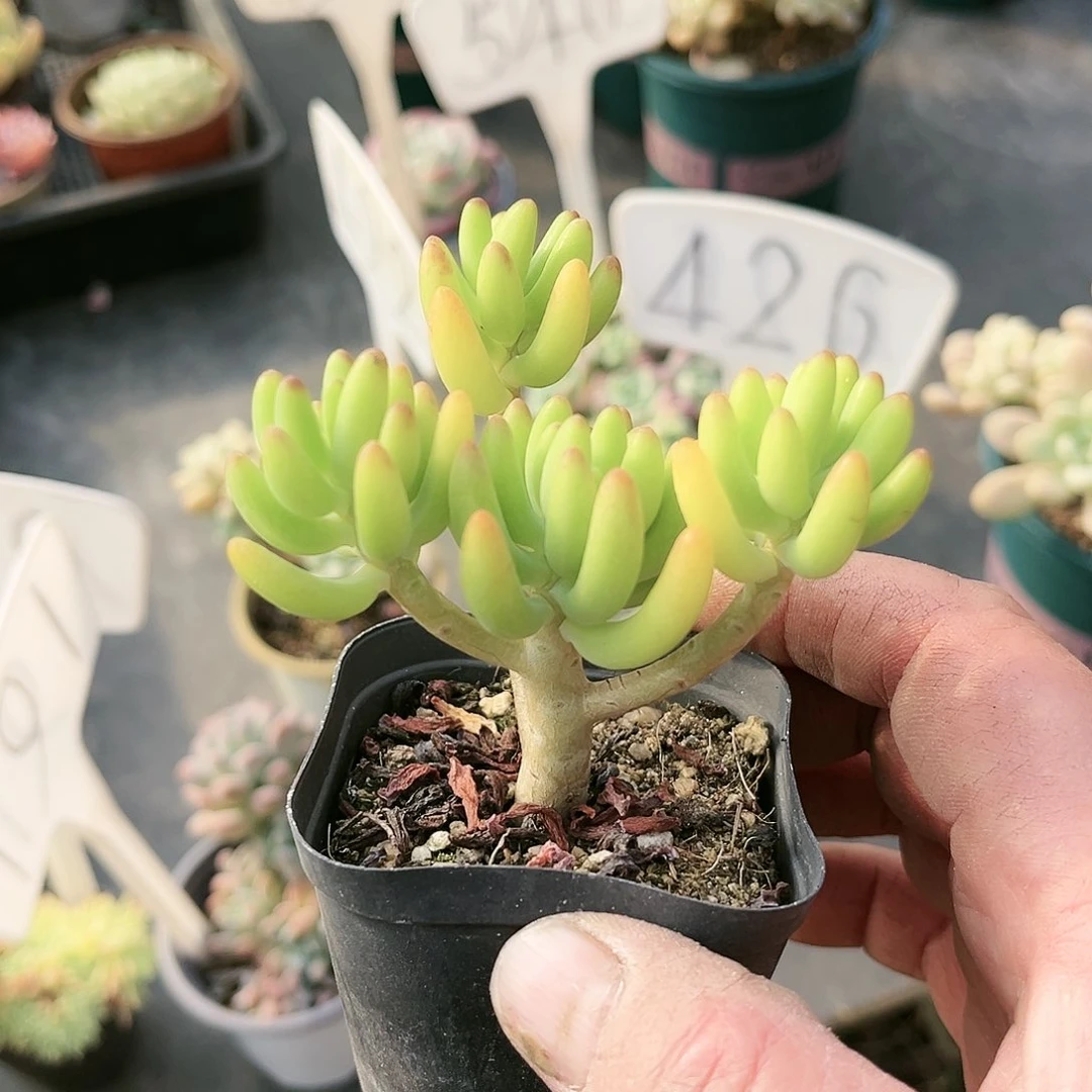 ?**?189多肉植物种类多样