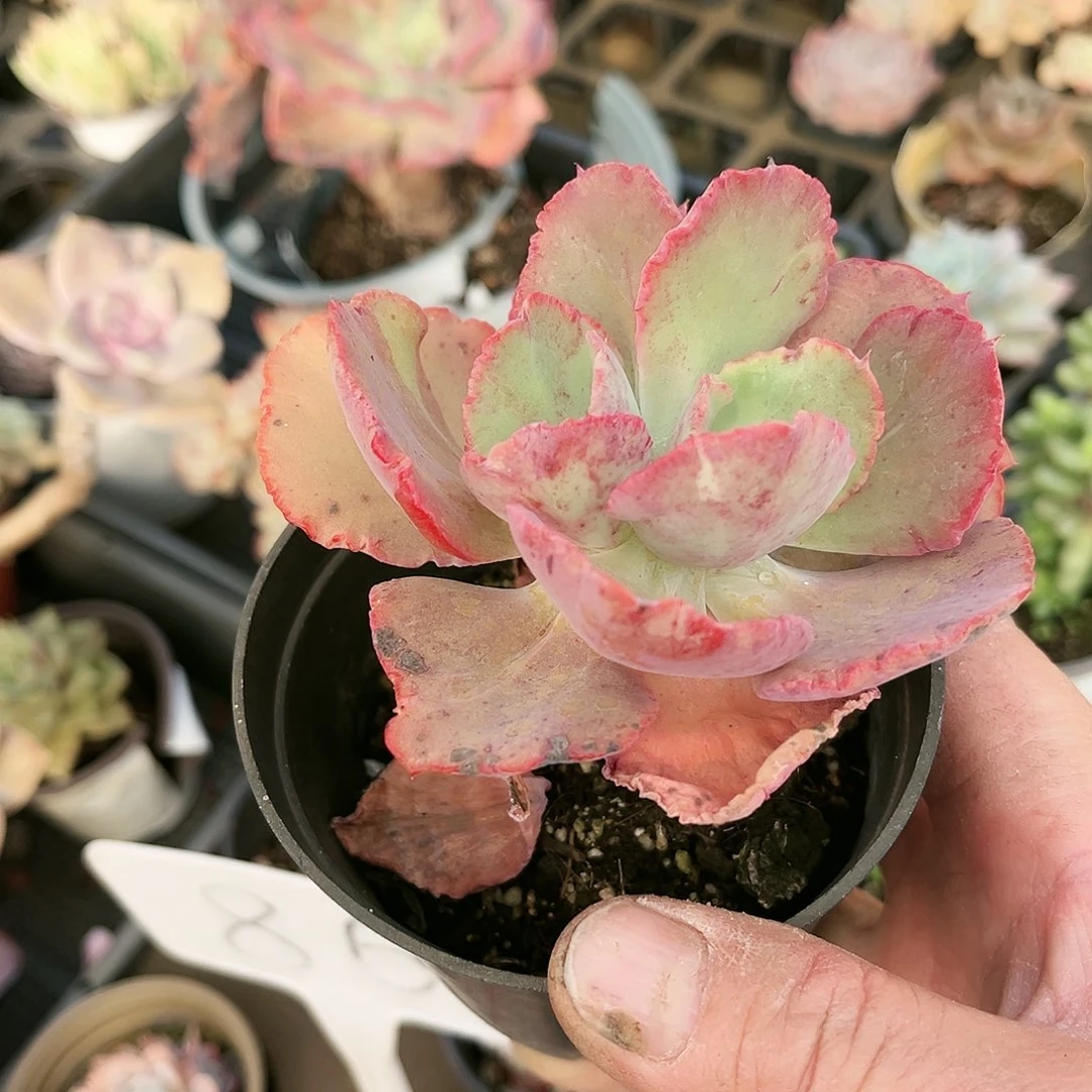 爱***?520多肉植物种类多样