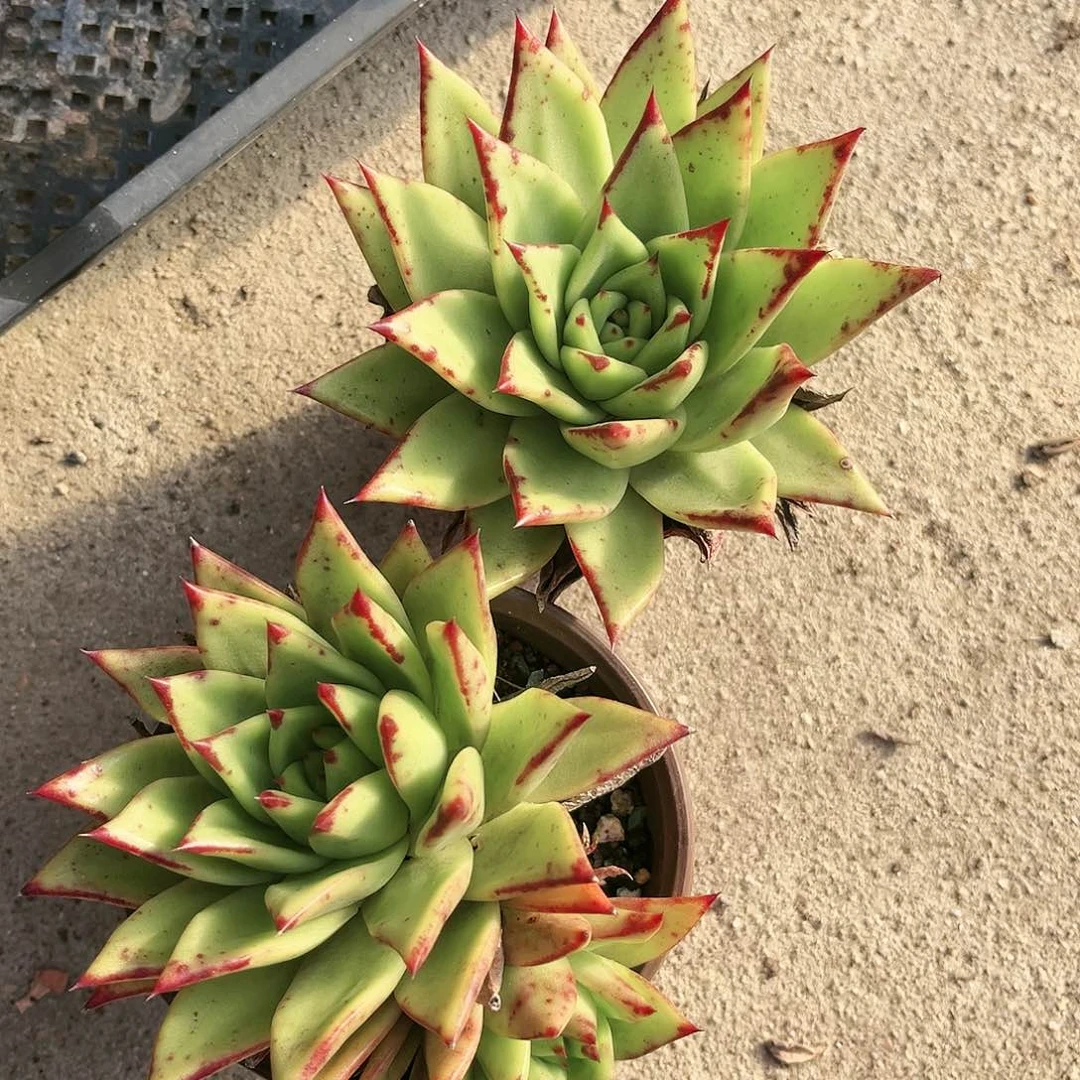 口红3盆多肉植物