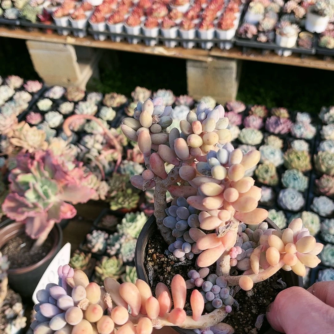 北****裤532多肉植物种类多样