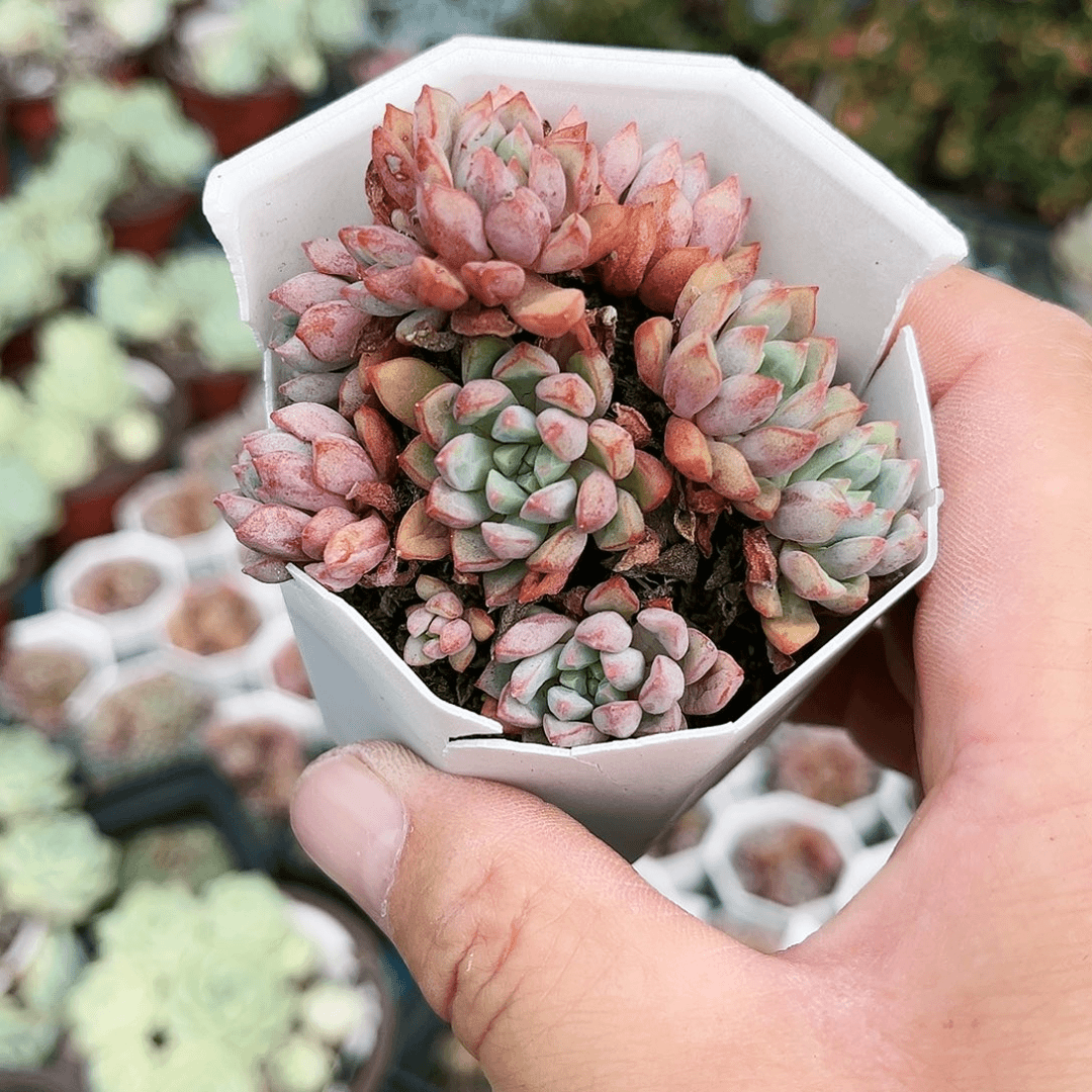 苏*影434多肉一植物都没有
