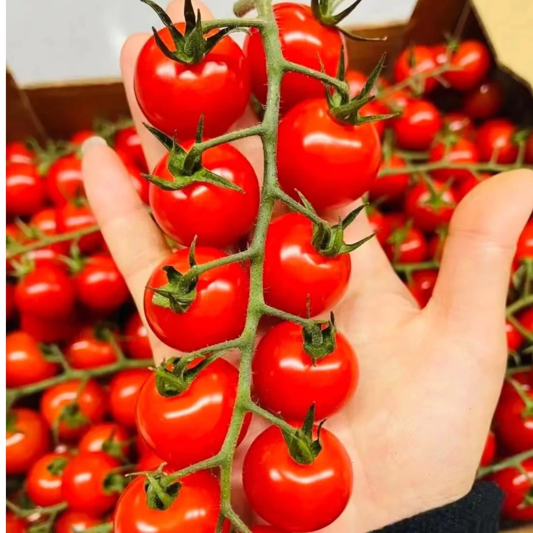 【张家港送货上门】串串小番茄千禧一盒【约450克】番茄同城配