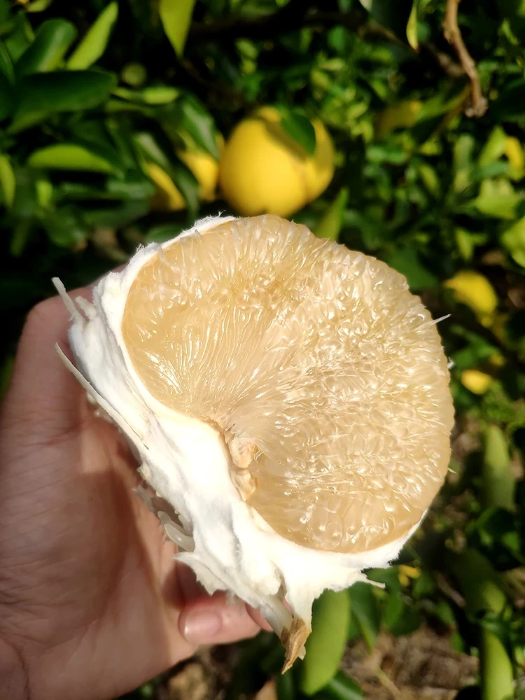 【张家港送货上门】文旦柚剥肉一盒