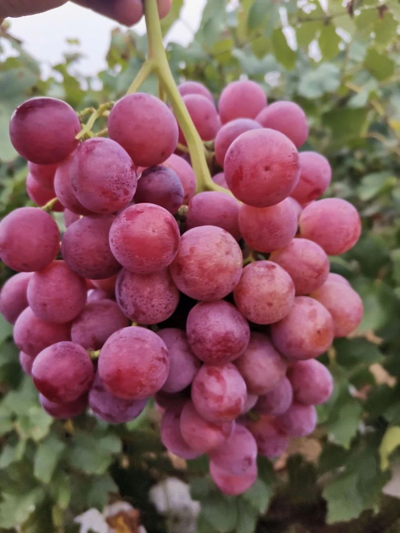 （张家港一小时送货上门）新鲜大红提（约500克）