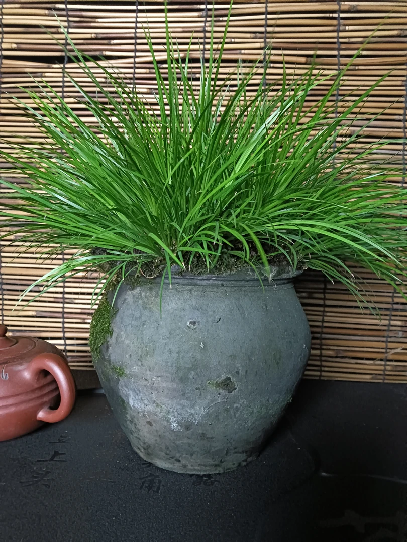 菖蒲盆栽菖蒲虎须菖蒲