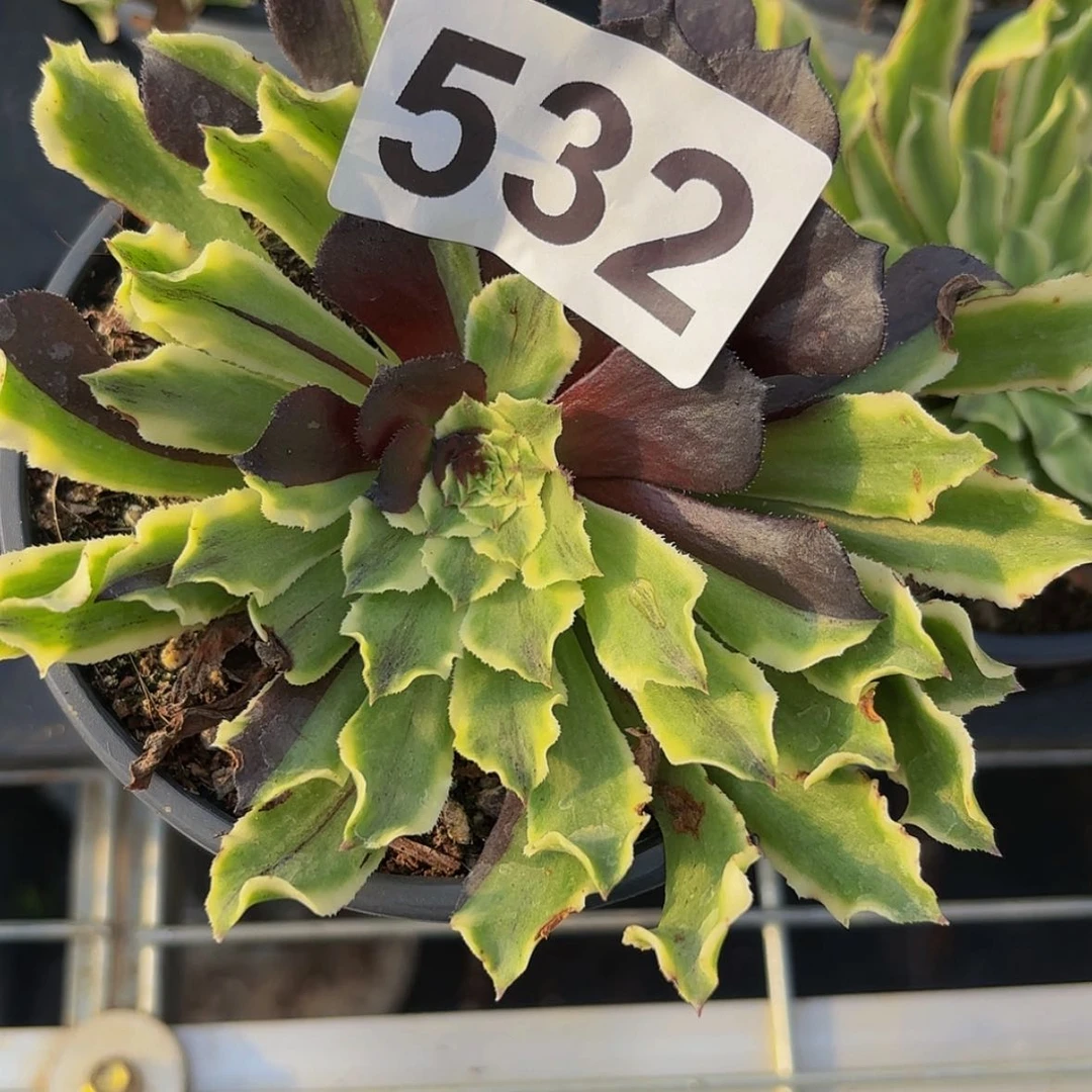 【闪购商品】用****212345678