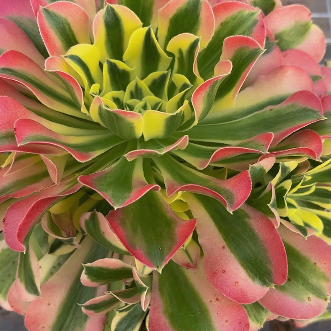 【闪购商品】毛*虫12345678