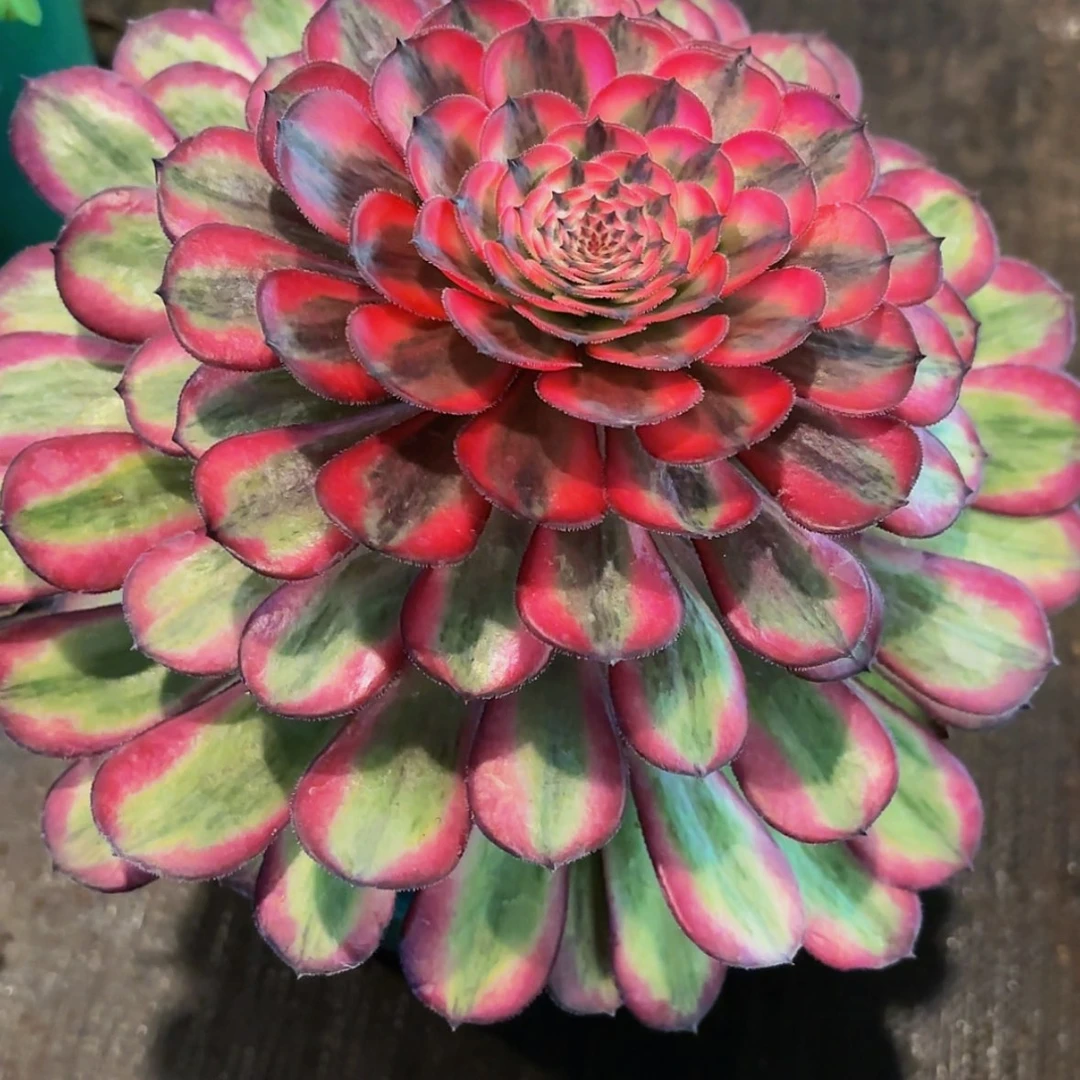 【闪购商品】百**独12345678