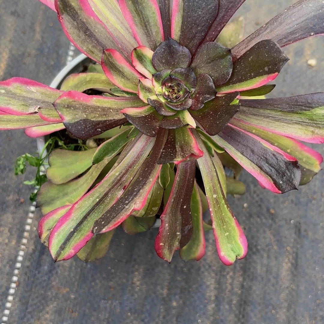 【闪购商品】云*.12345678