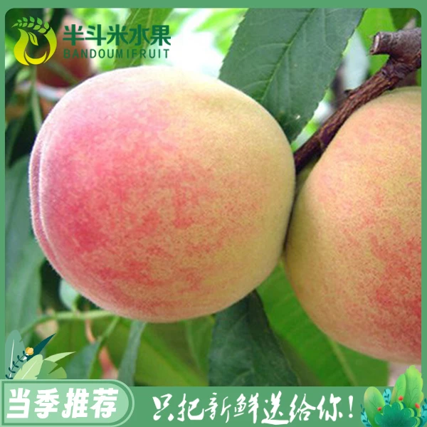 【9.9元3斤】新鲜水蜜桃1份 约3斤