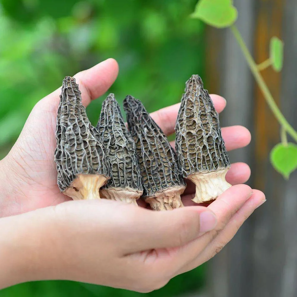 【羊肚菌4-6CM】高质无硫平价自营