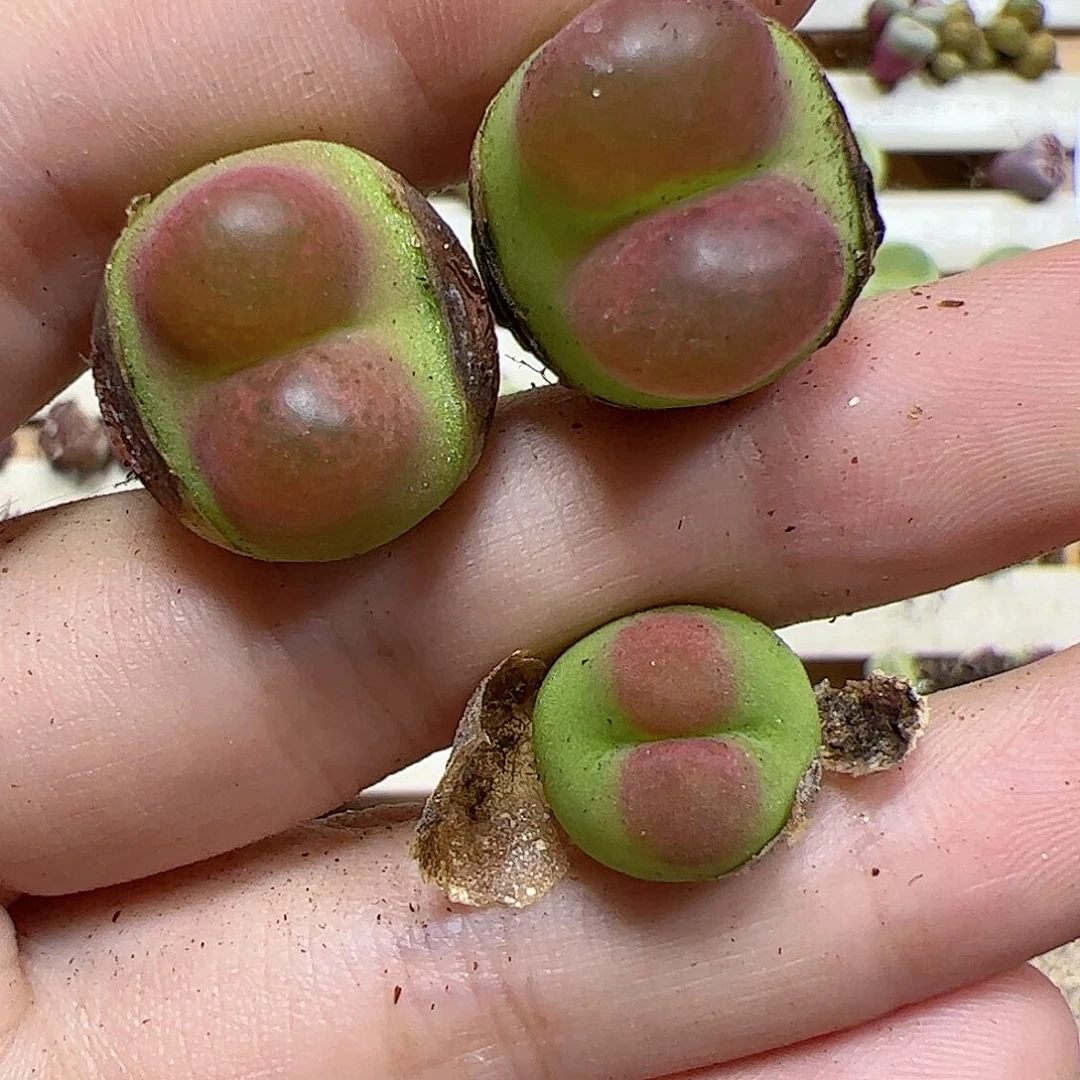 【闪购商品】70 水蜜桃