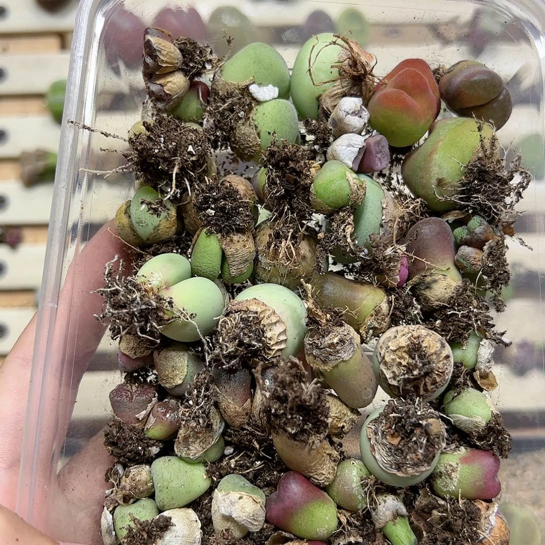 【闪购商品】110 清盆