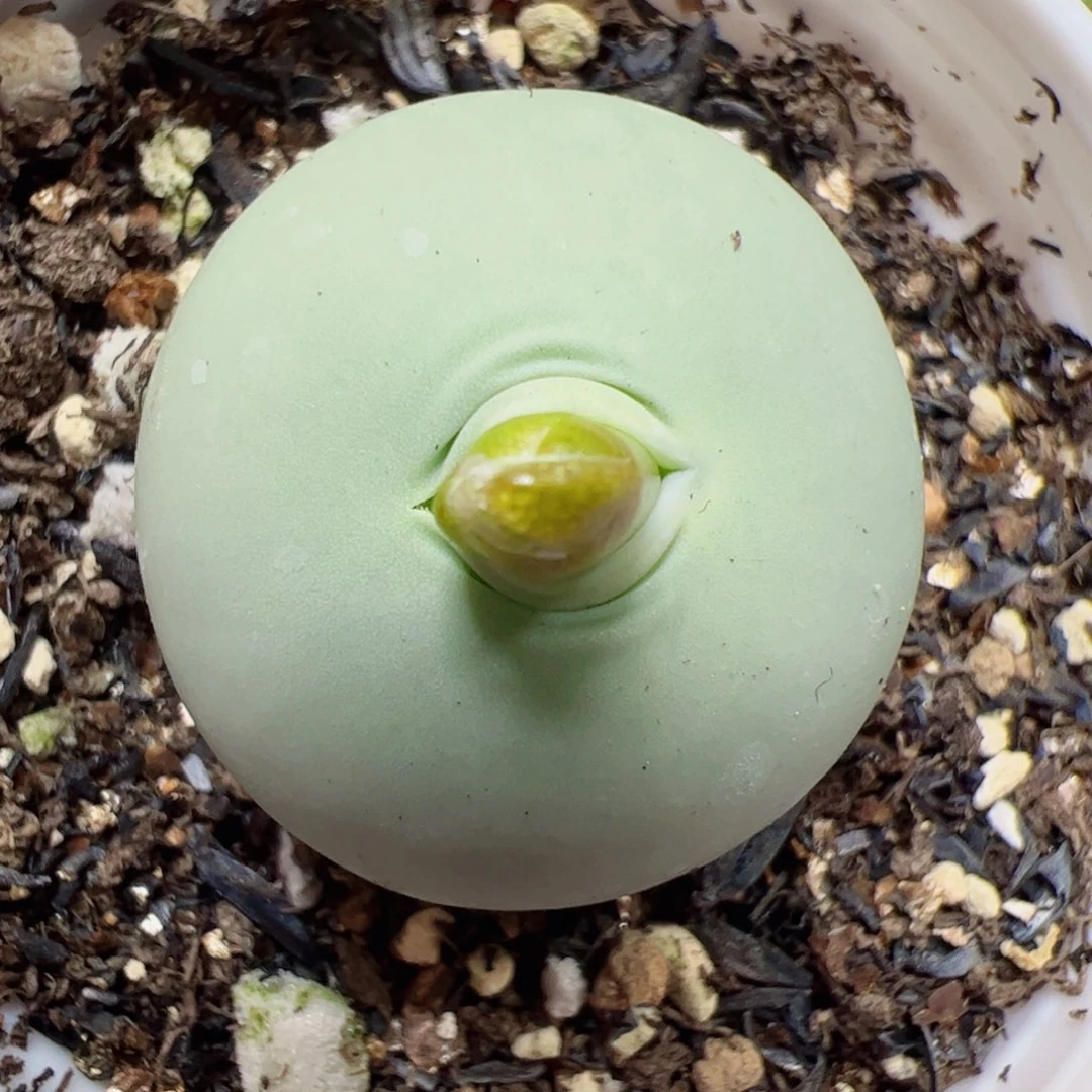 【闪购商品】31 鸽子蛋