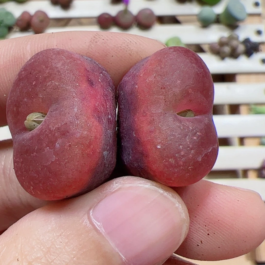 【闪购商品】178 福利超毛