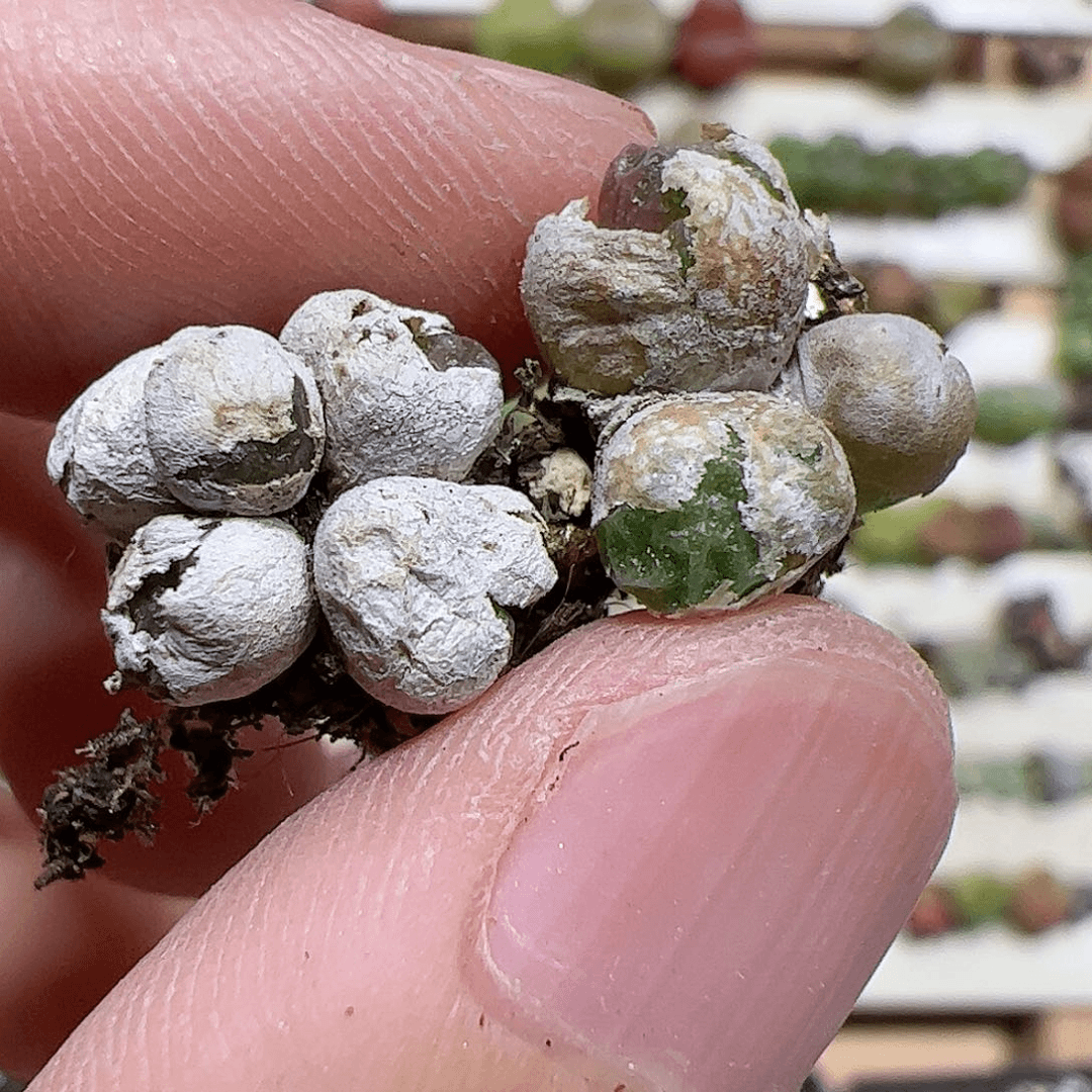 【闪购商品】57 饺子皮2颗