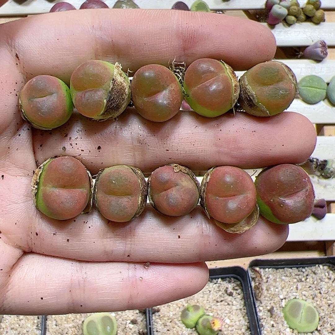 【闪购商品】99 水蜜桃一手