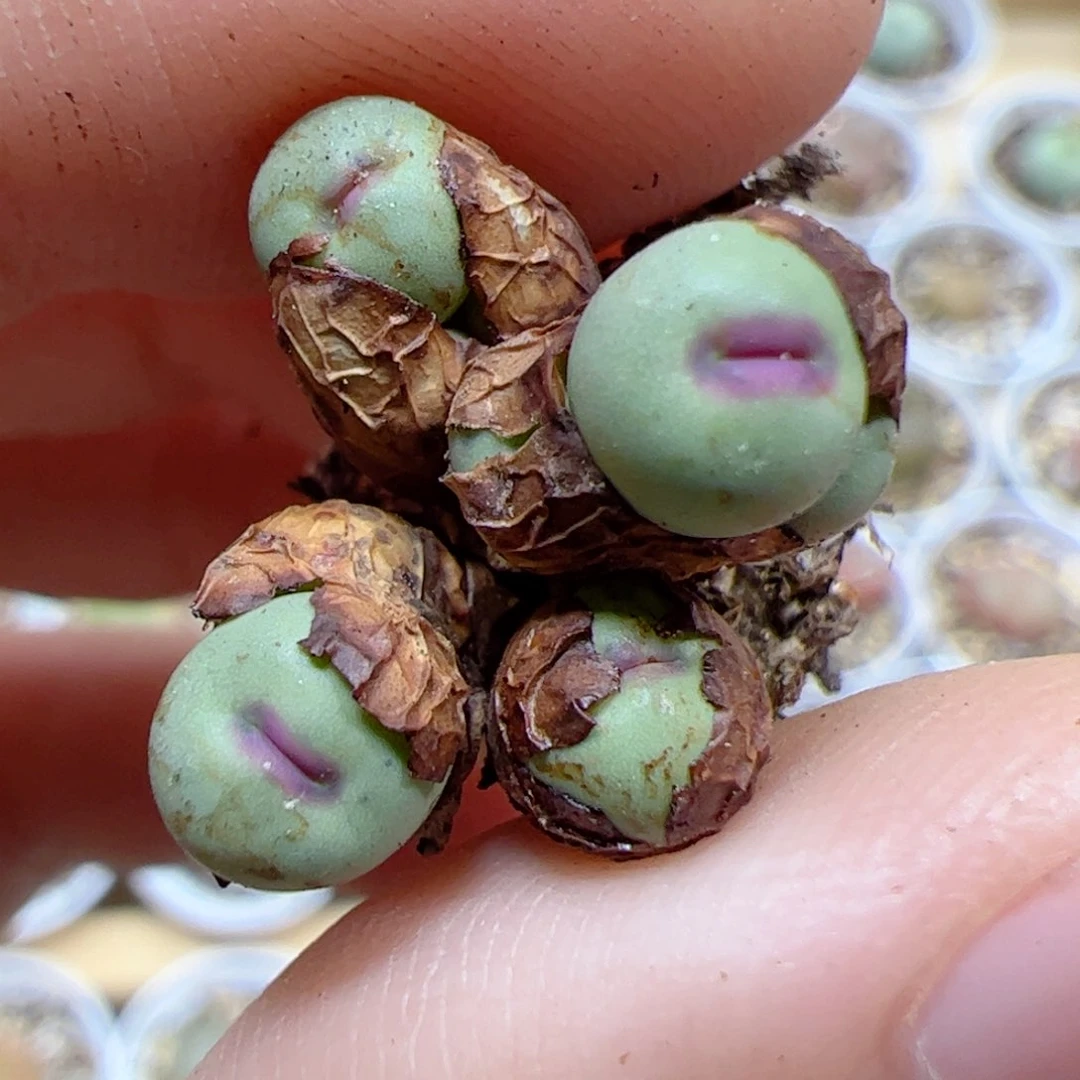 【闪购商品】517 sb1195