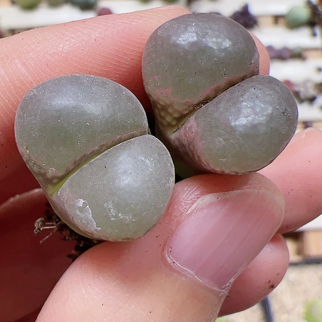 【闪购商品】270 风铃