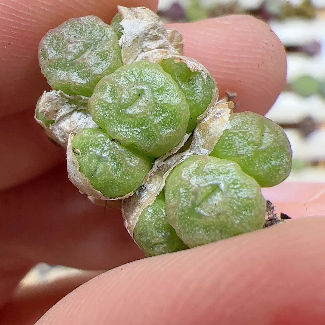 【闪购商品】57 饺子皮