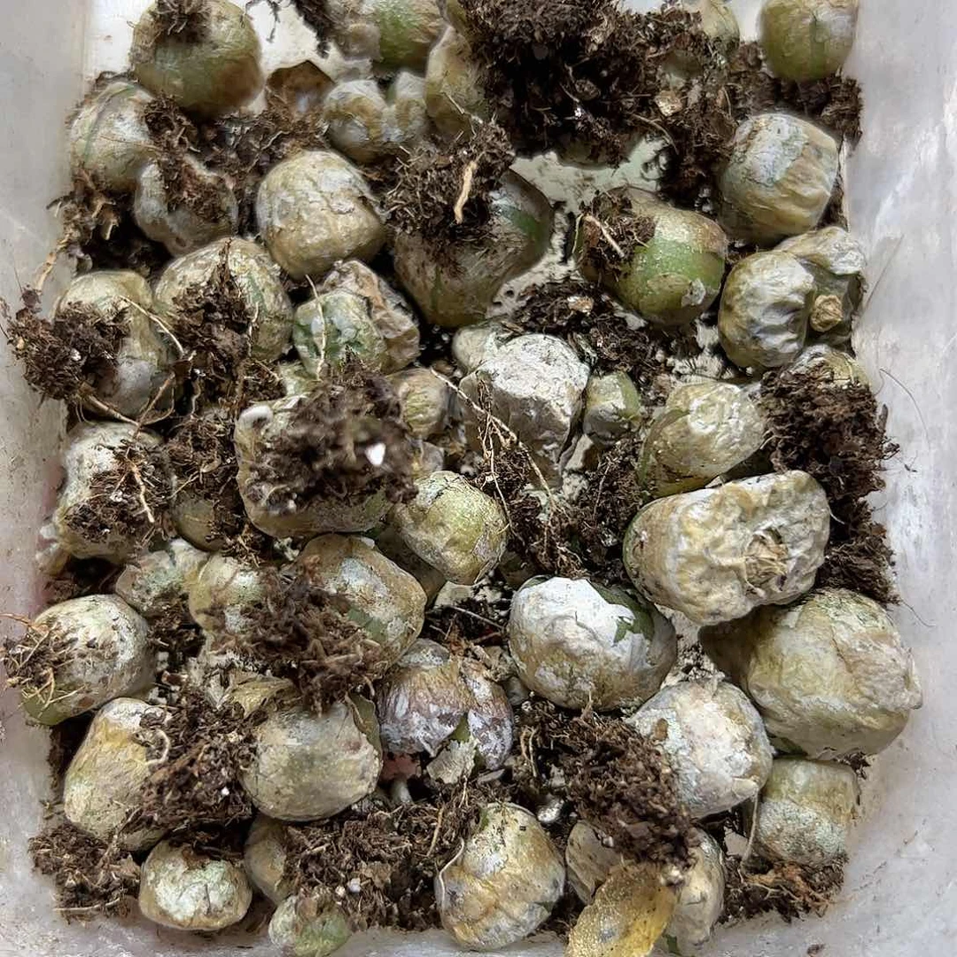 【闪购商品】105 烧麦清盆