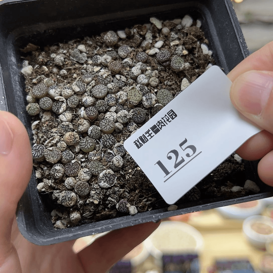 【闪购商品】125 一盒超墨