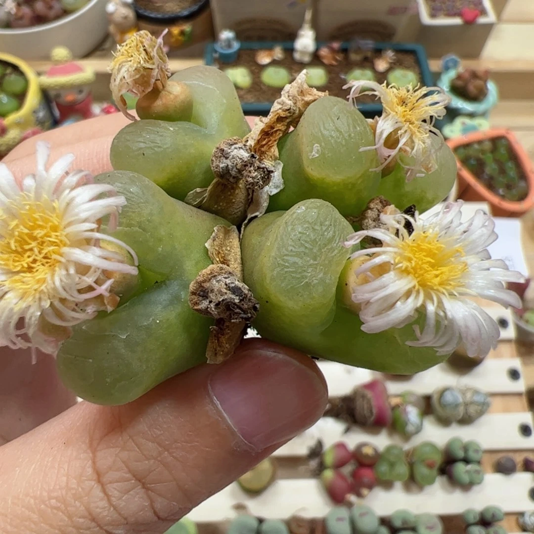 【闪购商品】154 大四头福利