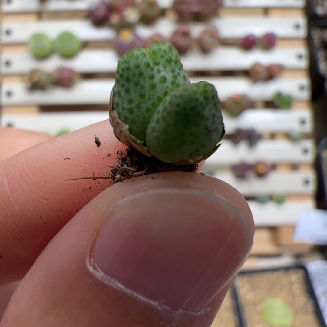 【闪购商品】343 龙猫斑马