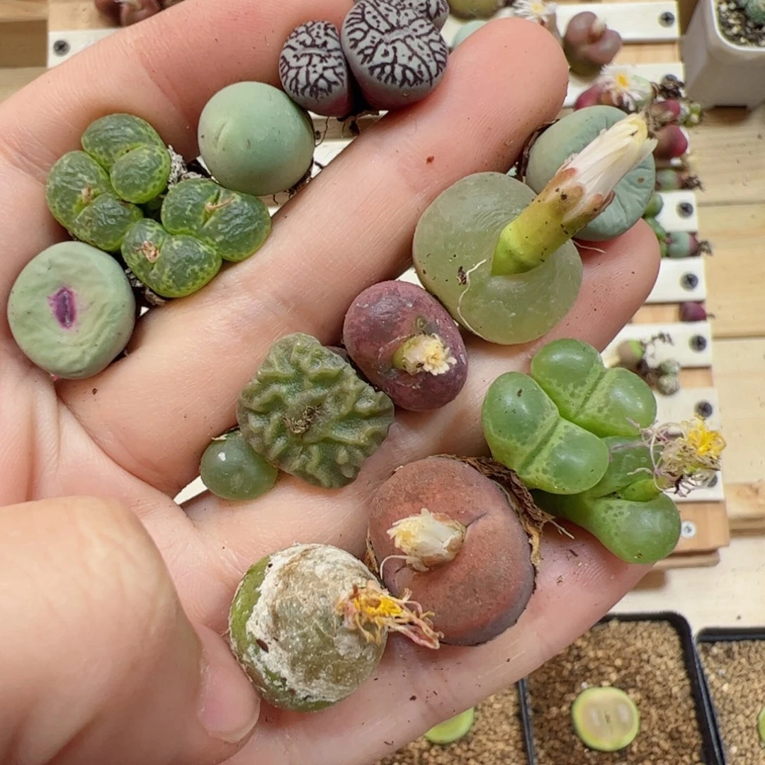 【闪购商品】184 混合福利