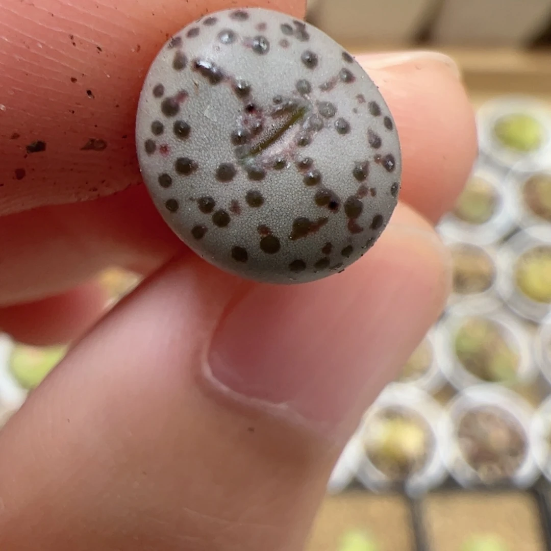 【闪购商品】238 火龙果
