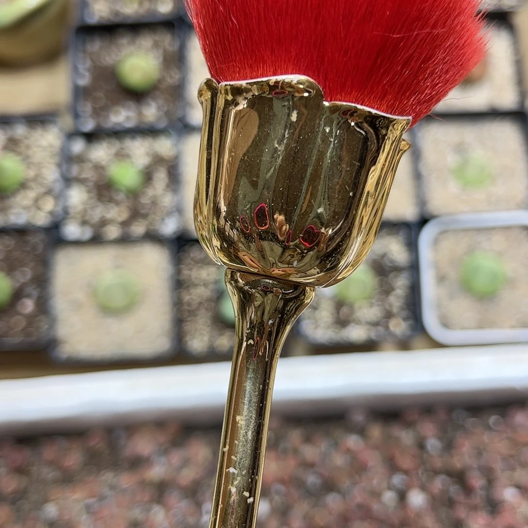 【闪购商品】西**皇15元灯泡带盆