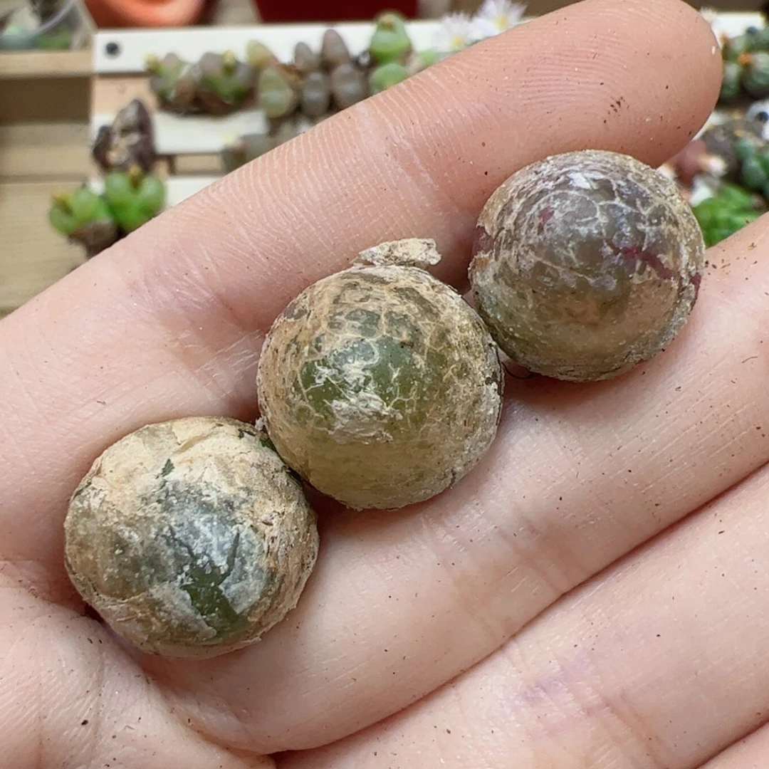 【闪购商品】23 灯泡