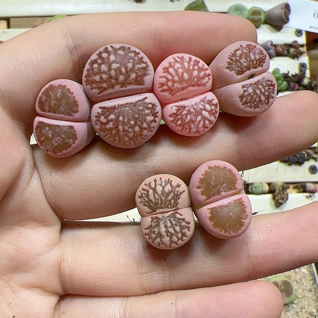 【闪购商品】185 菊锦