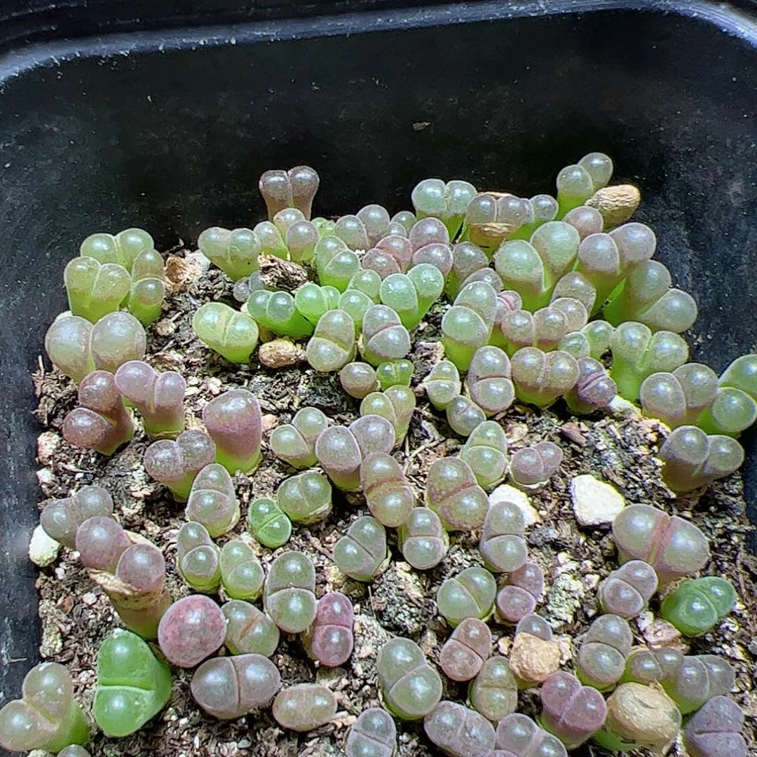 【闪购商品】83 风铃带盆