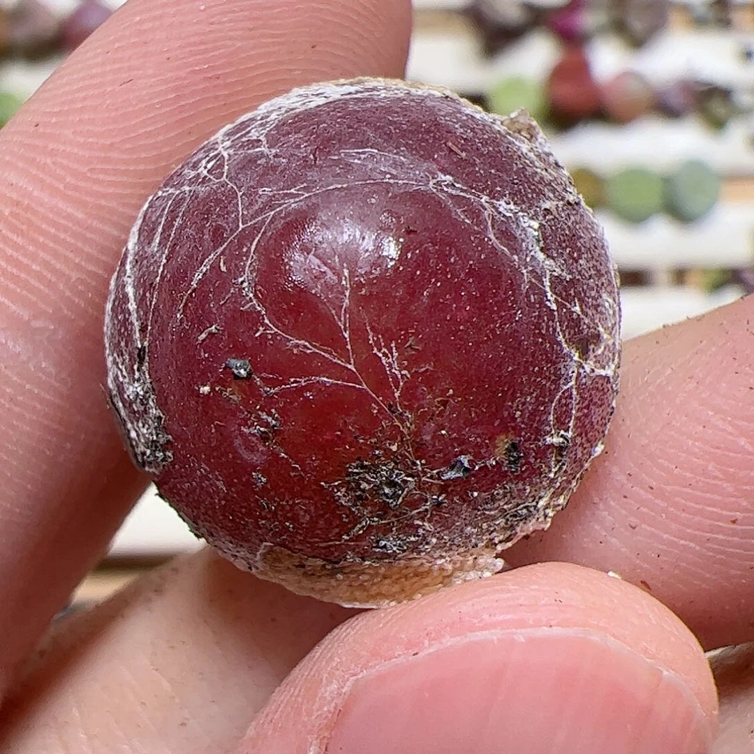 【闪购商品】141 灯泡