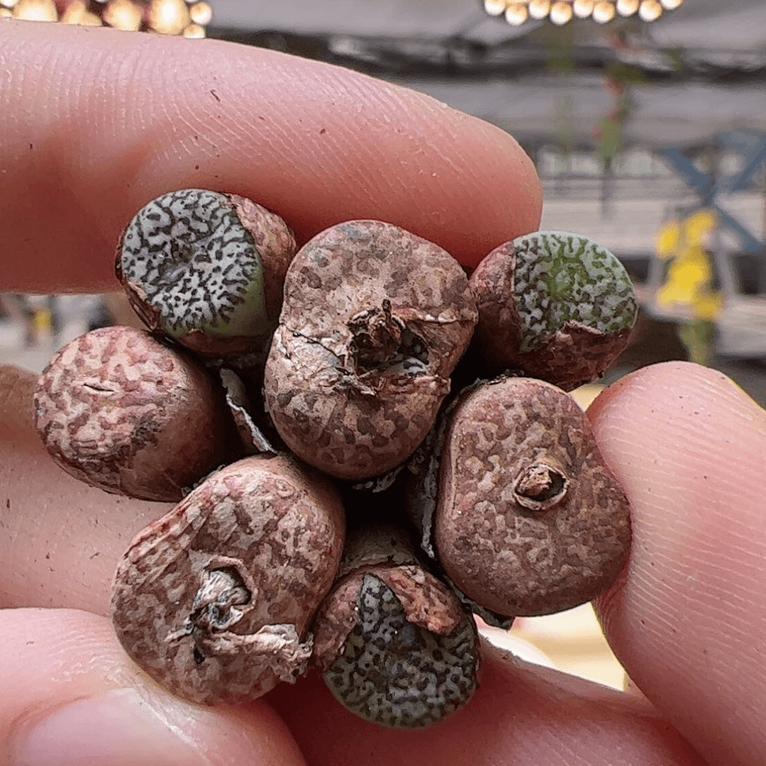 【闪购商品】285 安贞x超墨
