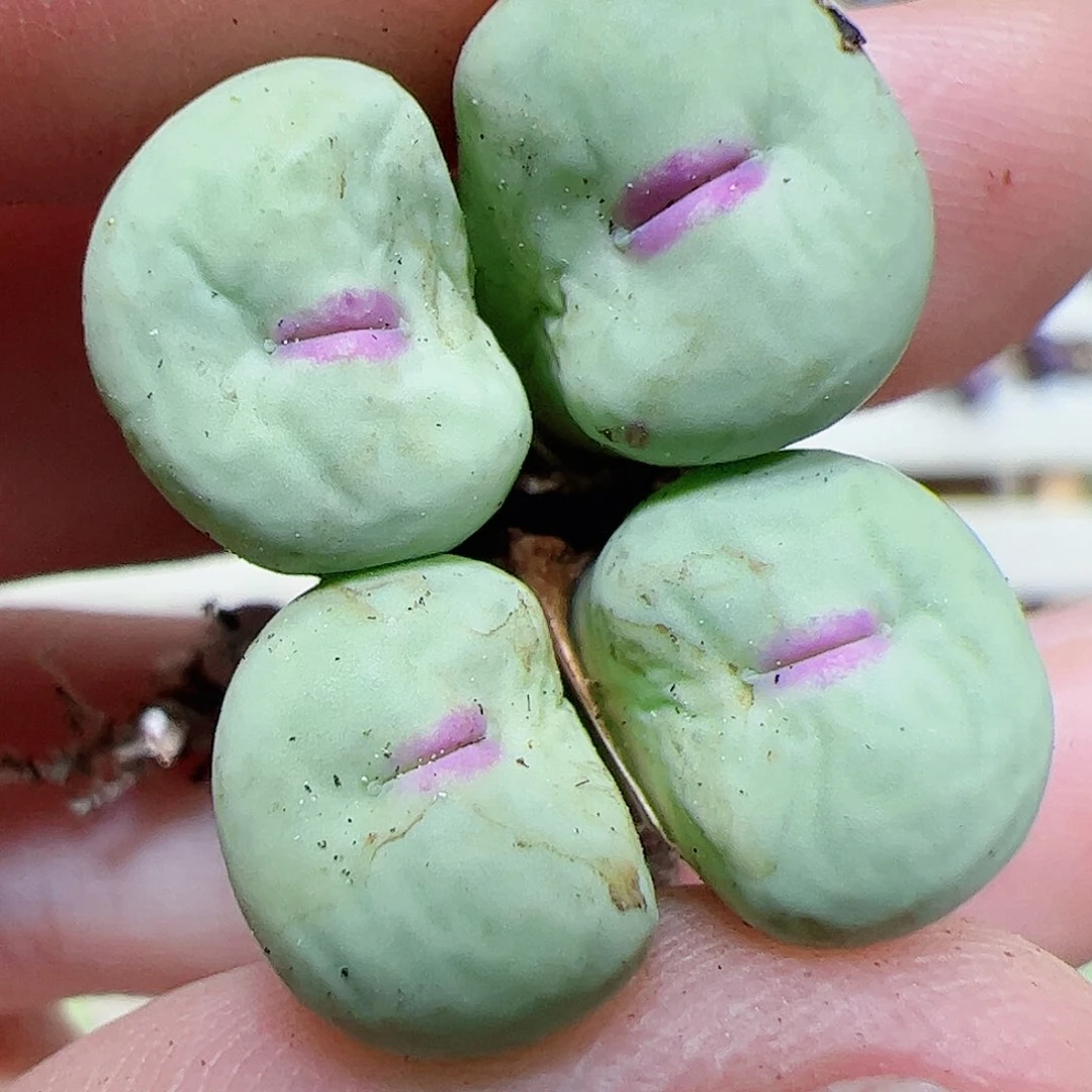 【闪购商品】83 福利