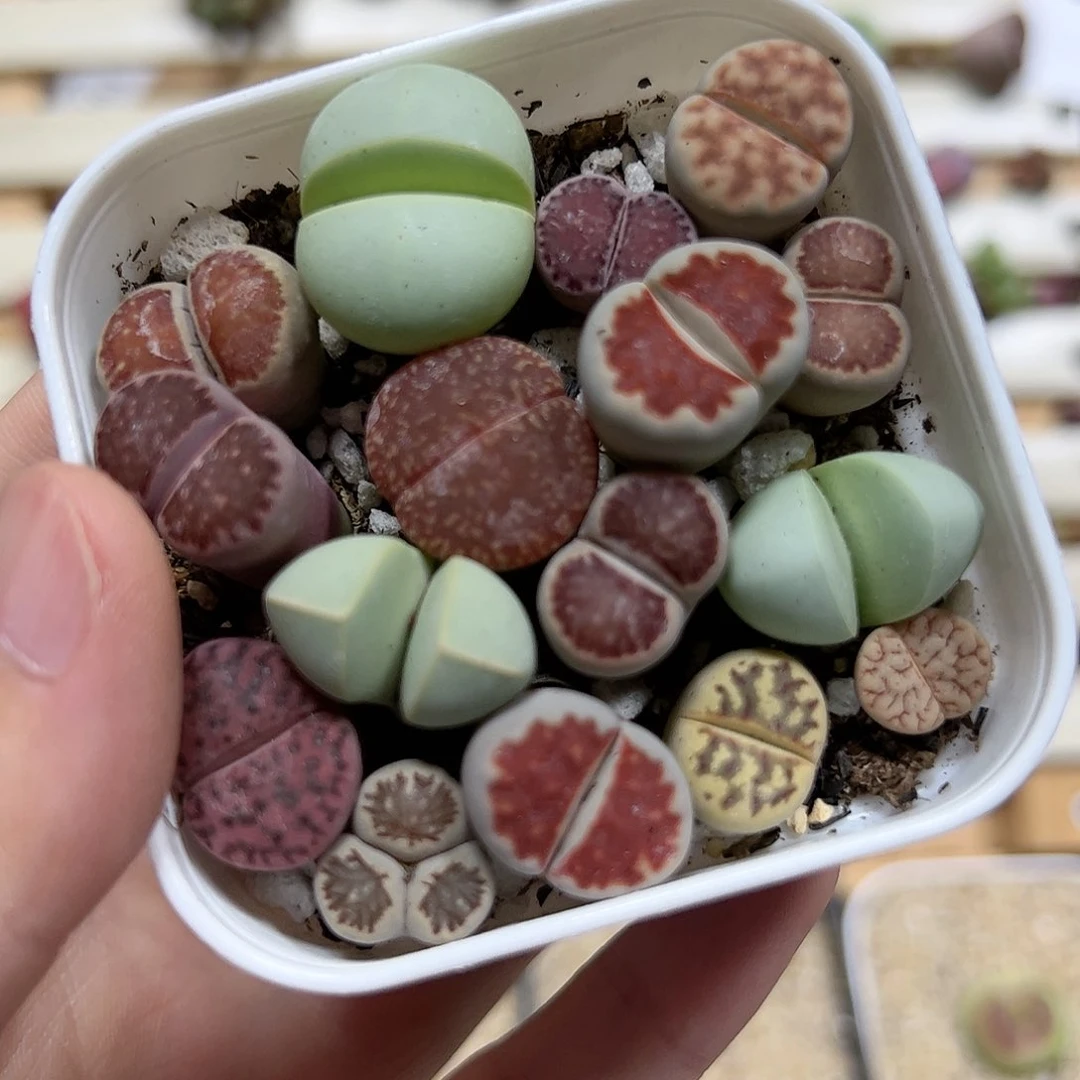 【闪购商品】349 一盆