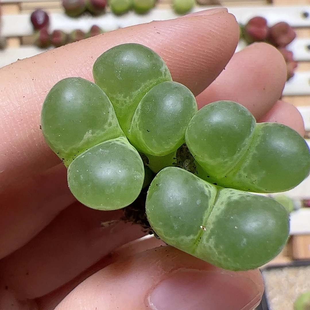 【闪购商品】357 泡泡风铃