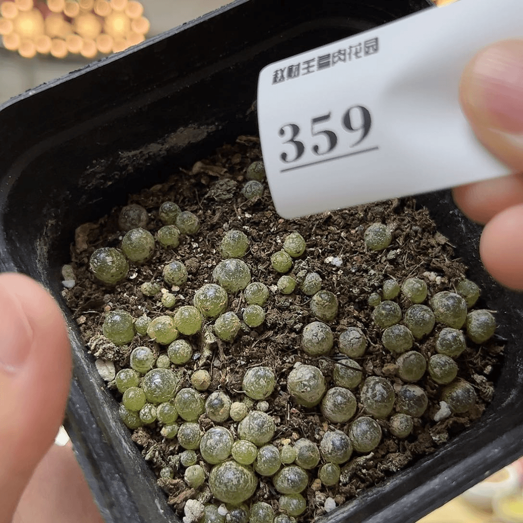 【闪购商品】359 灯泡一盆