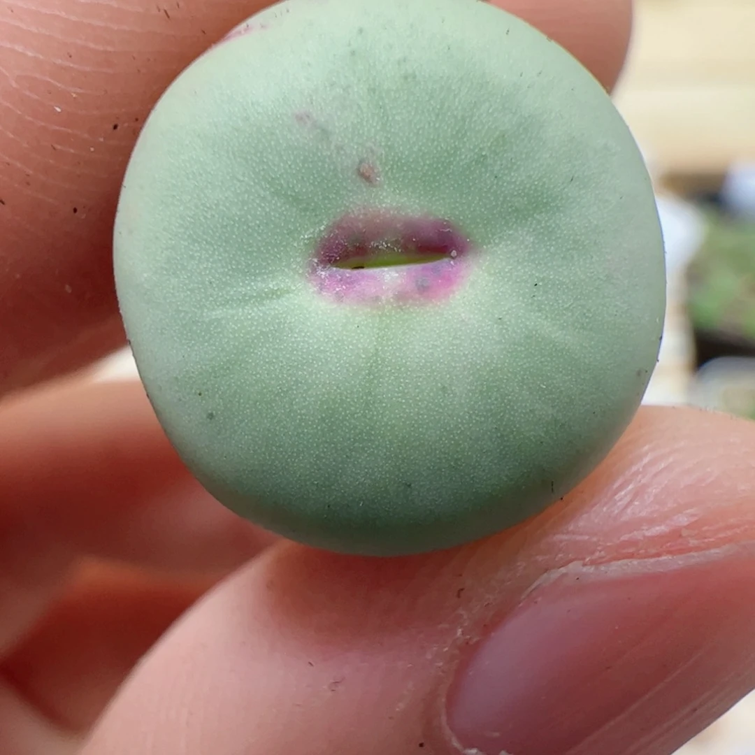 【闪购商品】60 红嘴