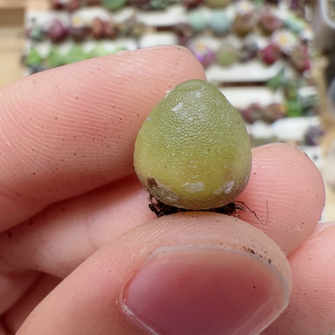 【闪购商品】84 哈默