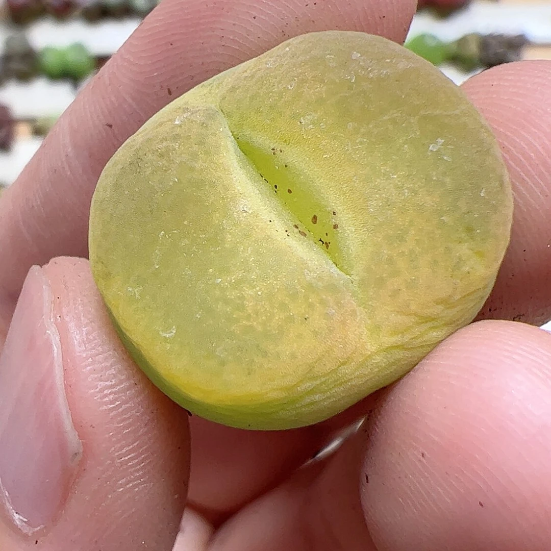 【闪购商品】41 黄色扁毛